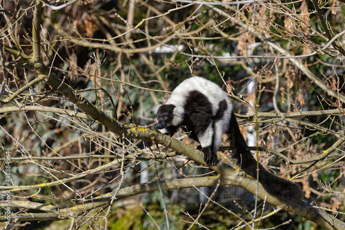 Black and white vari lemur in forest