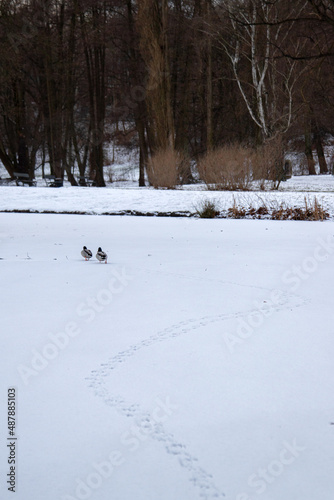 Footsteps of ducks in snow 