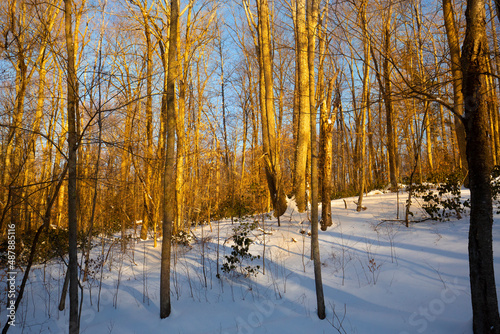 Warm glow of sunset in the winter woods of Connecticut.