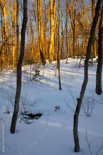 Warm glow of sunset in the winter woods of Connecticut.