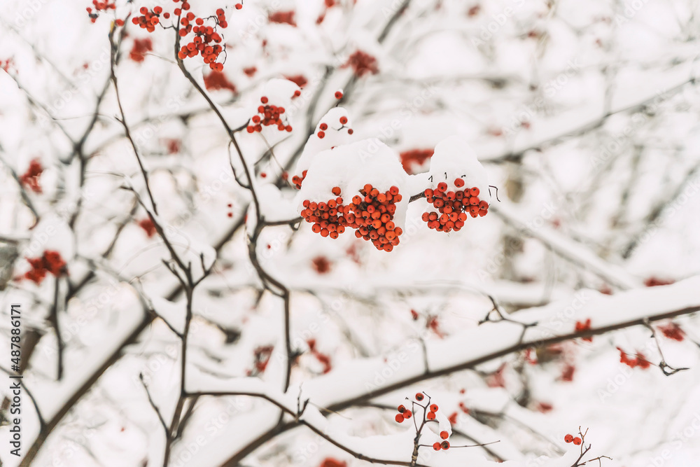 Winter. Snow covered rowanberry tree. Scenic Rowan berries Winter. Snow covered rowanberry tree. Scenic Rowan berries
