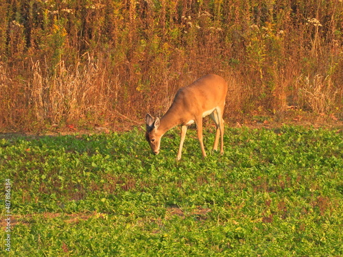 Whitetail deer feeding in the field