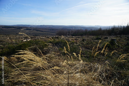 Winterliche Landschaft des Mittelgebirges im Sauerland mit Cirrostratus nebulosus am Himmel und Gräsern im Vordergrund