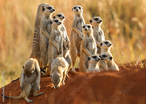 Meerkat, Addo Elephant National Park