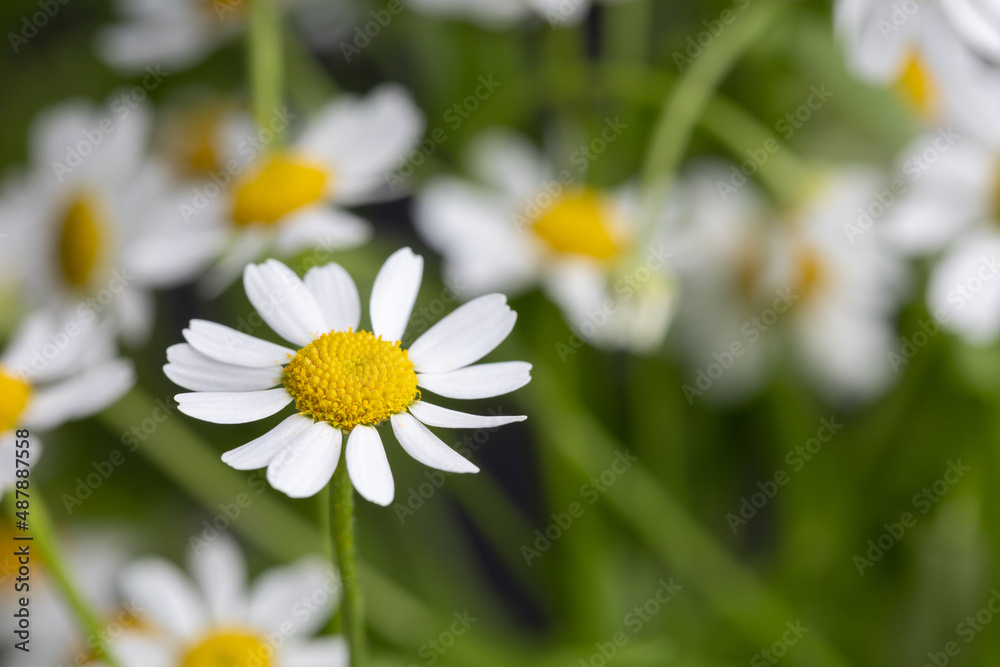 Obraz premium White Daisies, Close up