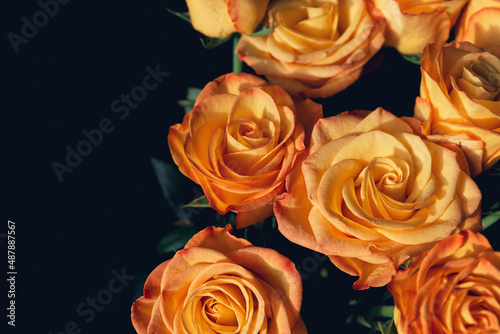 Bouquet of beautiful yellow roses close up on dark background.