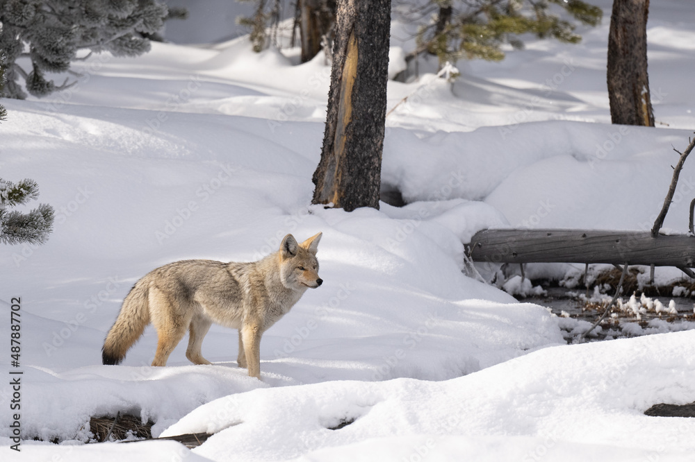 Obraz premium Coyote in Winter