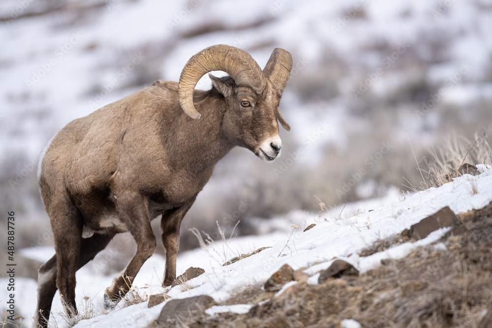 Bighorn Sheep in Yellowstone National Park Bighorn Sheep in Yellowstone National Park
