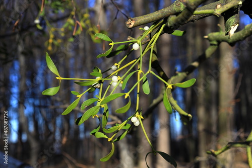 Close-up of European mistletoe, common mistletoe, Viscum album on a tree branch