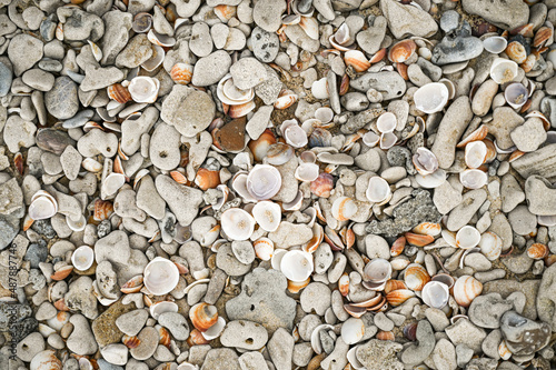 Background of sea shells on the beach