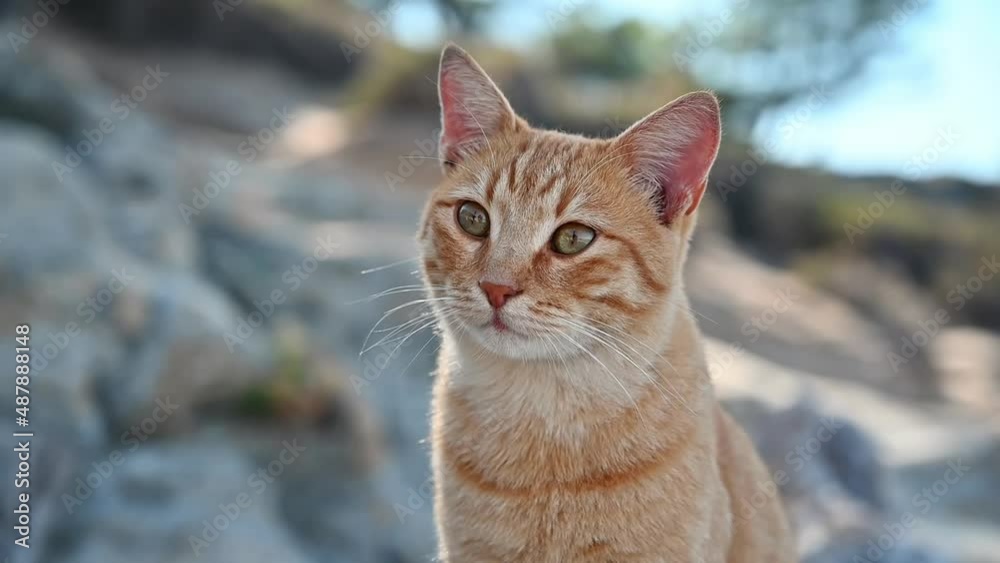 Ginger cat staying on the rocks in Greece. Slow motion Ginger cat staying on the rocks in Greece. Slow motion