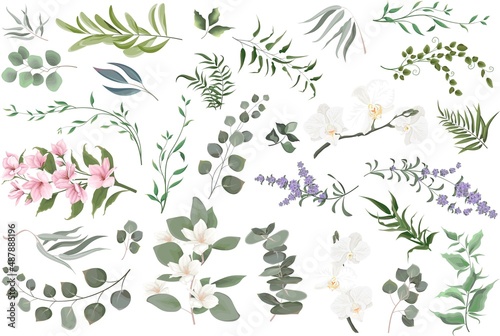 Vector grass set. Eucalyptus, different plants and leaves, lavender, magnolia