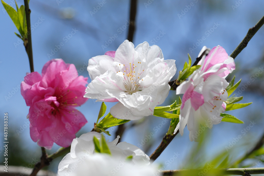 Obraz premium 花桃 白とピンクの花