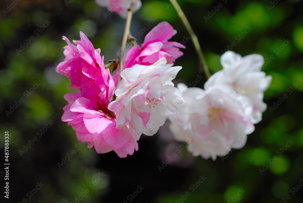 Obraz premium 花桃 白とピンクの花