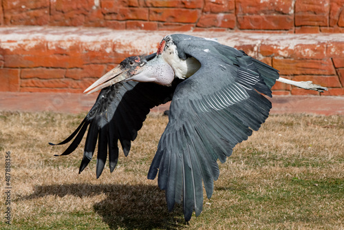 Marabou stork in flight (Leptoptilos crumenifer)