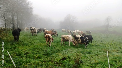 Rebaño de vcas en Galicia