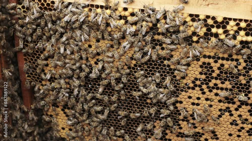 Bees on a honeycomb with honey. Bees fill honeycombs with fresh honey. Bees on a honeycomb with honey. Bees fill honeycombs with fresh honey.