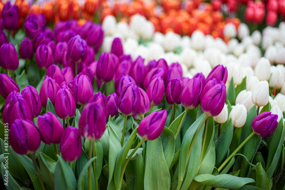 Naklejka premium Magenta tulips against green foliage. Purple tulips background. Tulips backdrop. Purple floral background. Purple tulip blooms. Blooming tulips. Purple tulip buds.