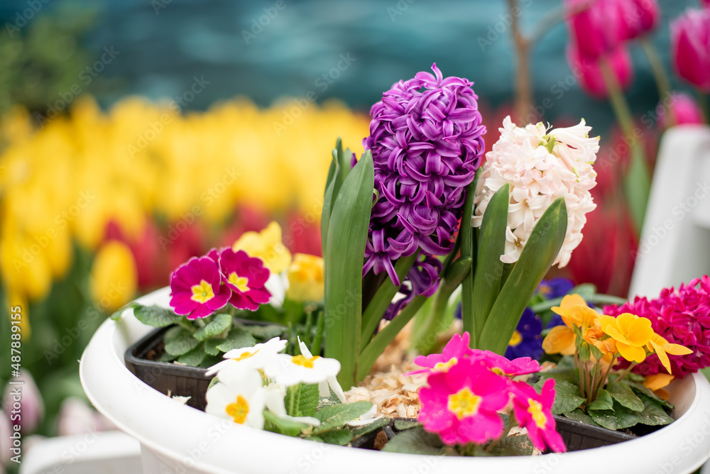 Purple flower. Floral background.