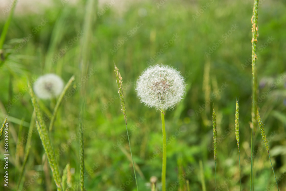 beuatiful blowing dandolion in dark green grass in springtime .Macro shot with a well-defined depth of field, White dandelion, wildflowers, botany . close up to the dandelion flower seedhead .