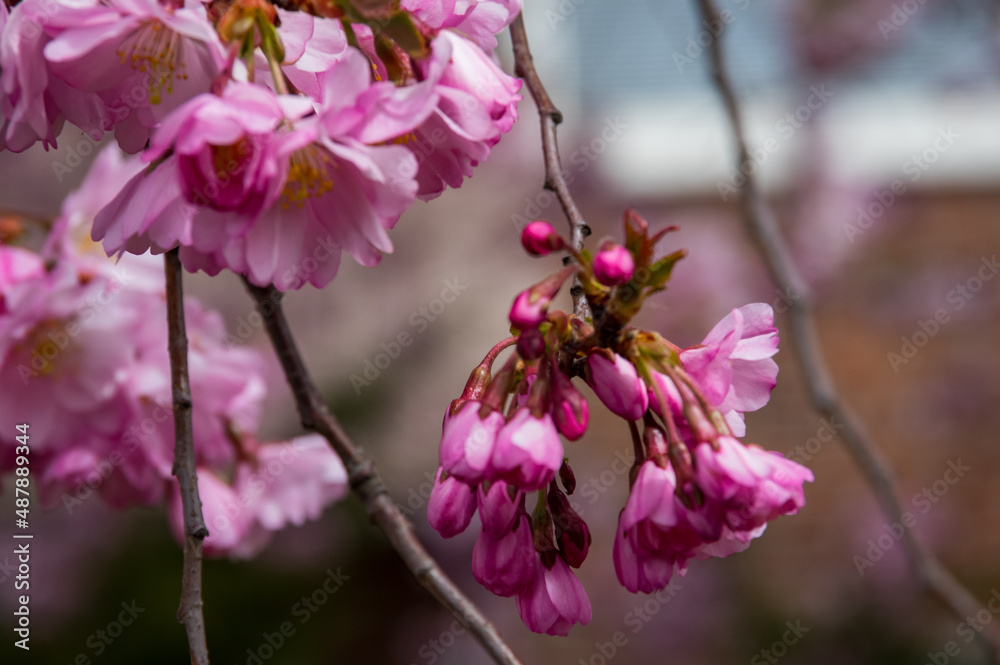 Fototapeta premium Blomklasen