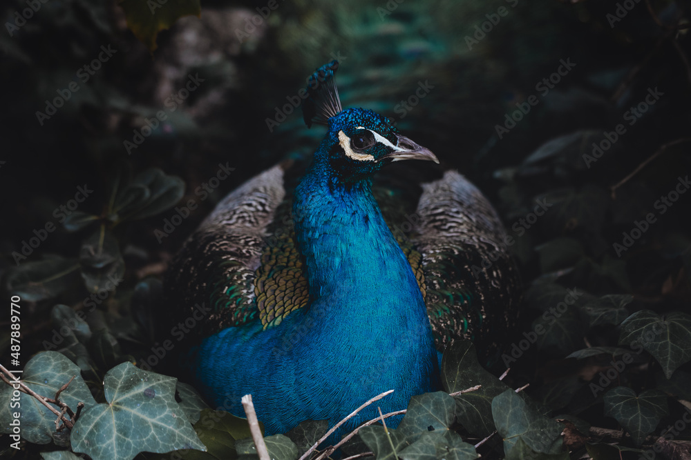 Fototapeta premium Beautiful male peacock hidden and camouflaged in the grass