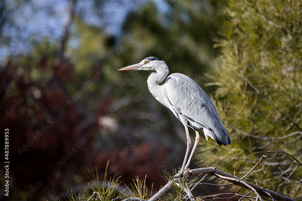 Fototapeta premium Grey heron perched on a pine branch in Madrid