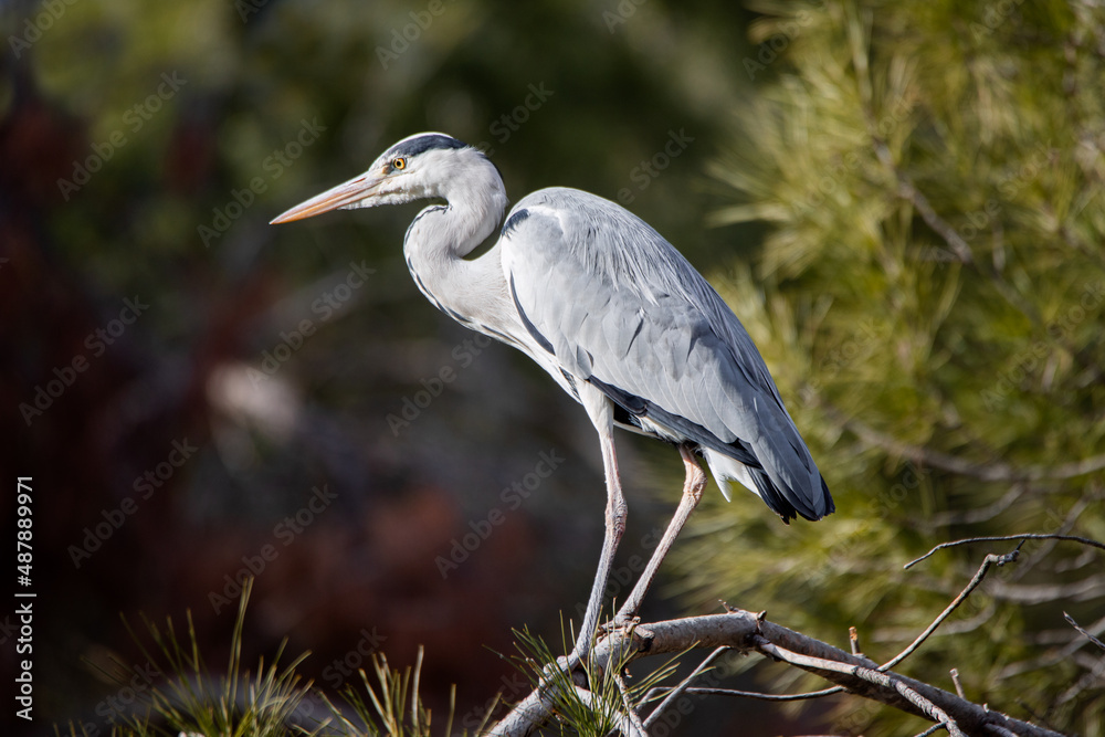 Fototapeta premium Grey heron perched on a pine branch in Madrid