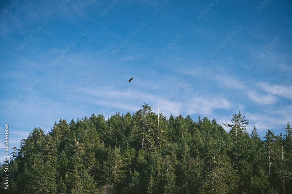 Bald Eagle flying high over trees on the coast Bald Eagle flying high over trees on the coast