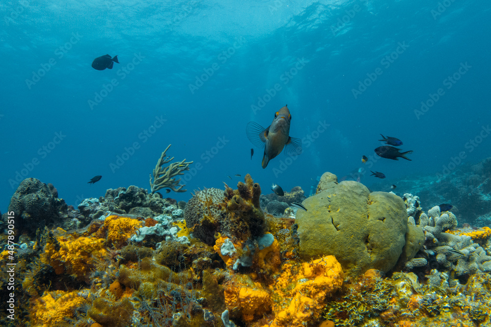 Obraz premium coral reef macro ,texture, abstract marine ecosystem background