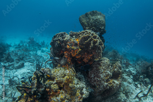 coral reef macro  texture  abstract marine ecosystem background