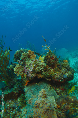 coral reef macro  texture  abstract marine ecosystem background
