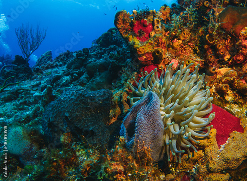 coral reef macro ,texture, abstract marine ecosystem background © Cavan