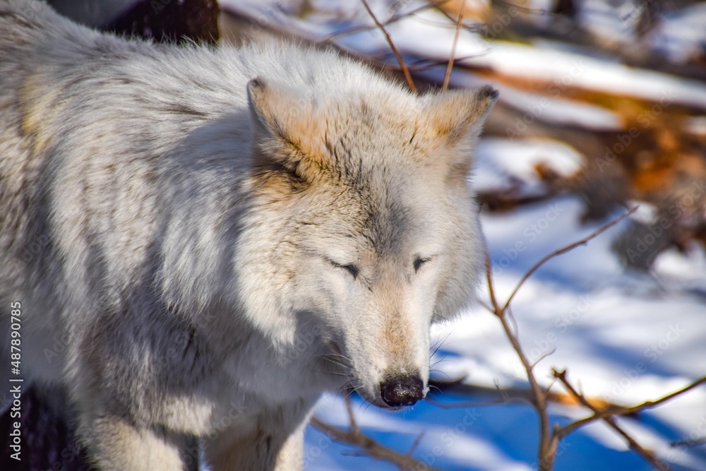 Gray wolf in the snow