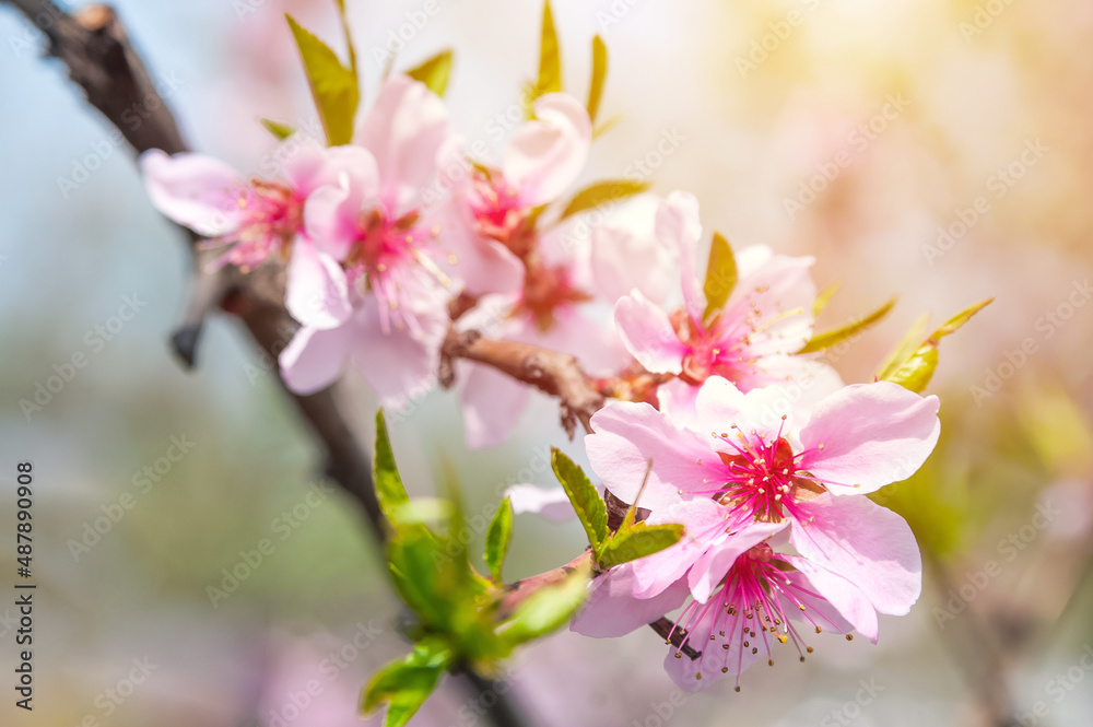 Pink flowering tree branches close up and copy space.. Pink flowering tree branches close up and copy space..