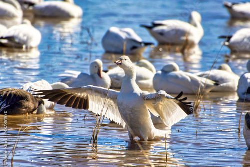 Snow goose streching its wings in a small pond at Bosque del Apache, National Wildlife Refuge, New Mexico.