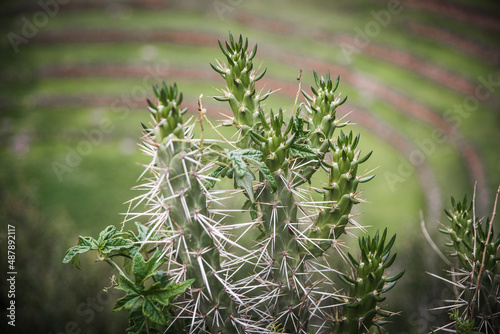 A green cactus in Peru. © Rosemary