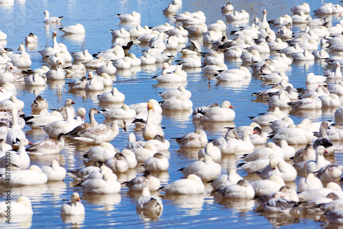 Snow geese in a wetland pond.   Bosque del Apache, National Wildlife Refuge, New Mexico photo