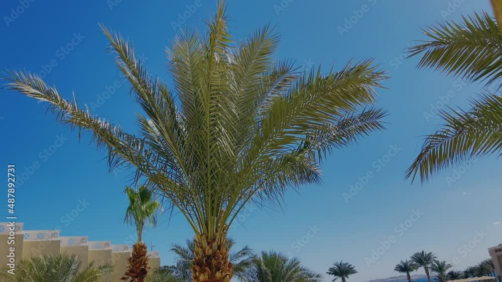 Palm tree swaying in the wind on the blue sky background Palm tree swaying in the wind on the blue sky background