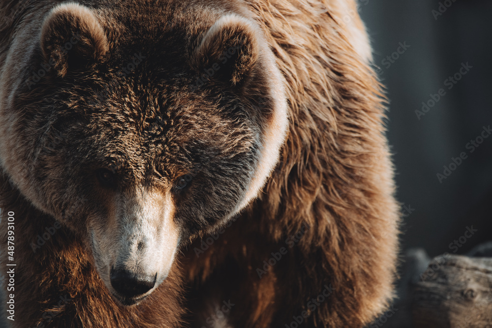 Obraz premium Facial portrait of a male brown bear at sunset
