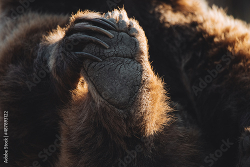 Photos Detail of the footprints and paws of a brown bear that holds its foot with its h