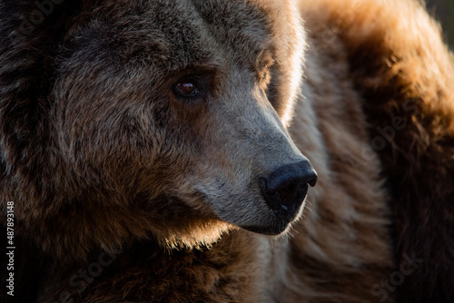 Facial portrait of a male brown bear at sunset