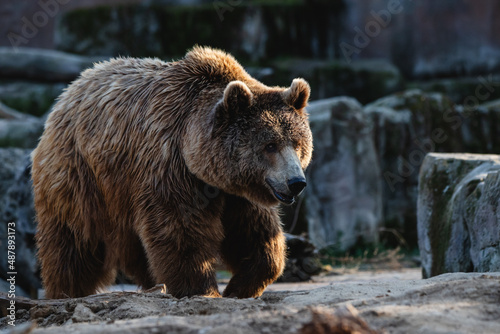 Portrait of a large male brown bear walking on the rocks