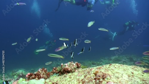 Grouper close up underwater on background marine landscape in Red sea. Swimming in world of colorful beautiful wildlife of reefs and algae. Inhabitants in search of food. Abyssal diving.
