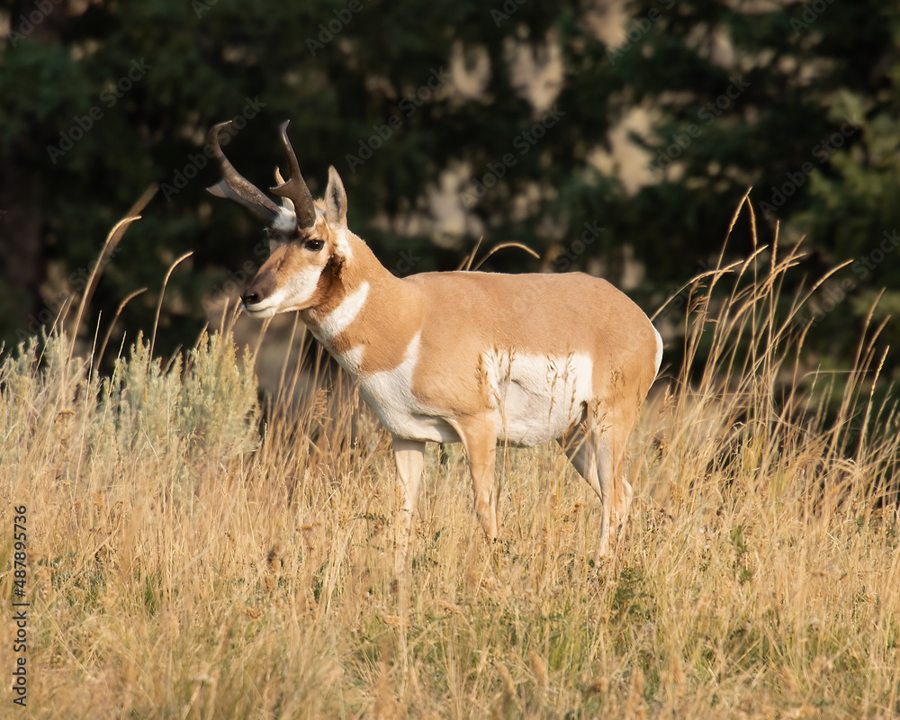 Pronghorn antelope, Yellowstone National Park, Wyoming Pronghorn antelope, Yellowstone National Park, Wyoming