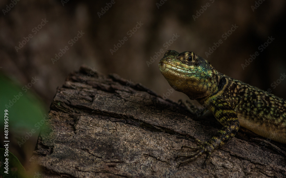 Naklejka premium Nature