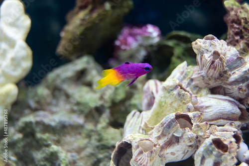 vibrant royal gramma swims in a fish tank photo