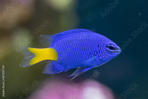yellow tail damsel fish close up in an aquarium photo