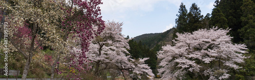 サクラやモクレンが満開の春の風景／日本埼玉県東秩父村