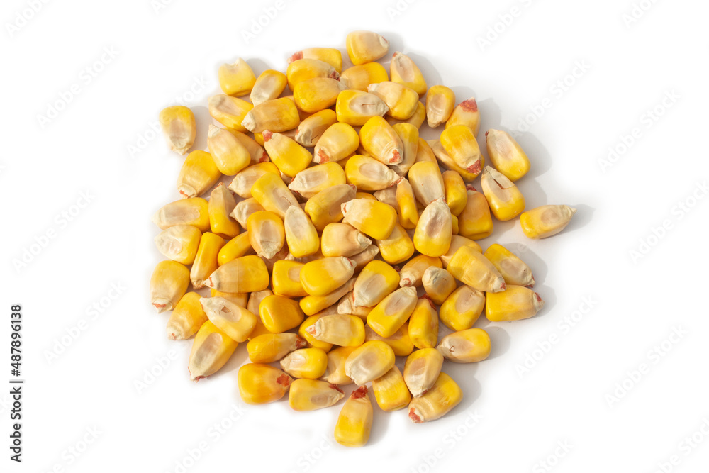 Organic Whole Yellow Corn Kernels of Field or Dent Corn in Pile of Heap in Top Down View Isolated on White Organic Whole Yellow Corn Kernels of Field or Dent Corn in Pile of Heap in Top Down View Isolated on White